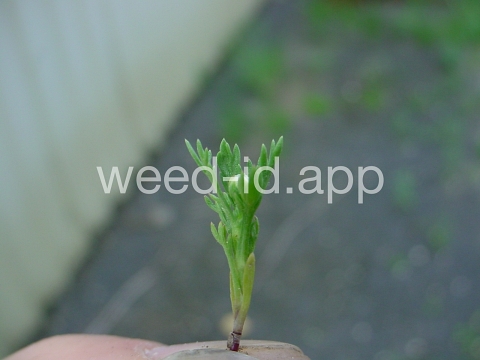 pineapple-weed